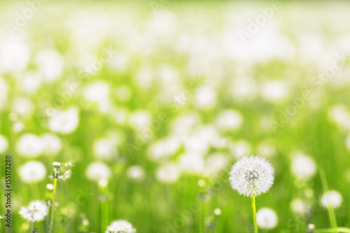 dandelions  in a meadow Fototapet