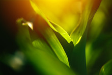 Young Corn Crop Leaves As Abstract Background