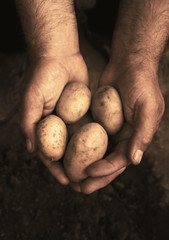 Hands holding fresh potatoes just dug out of the ground