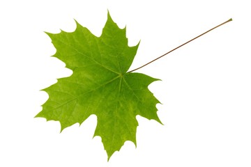 Wall Mural - spring maple leaf