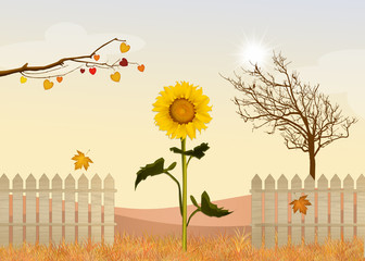 Poster - sunflowers field