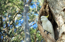 Australian Sulfur-crested Cockatoo, Cacatua Galerita, Perched In A Hollow In A Broad Leaved Paperbark Tree, Melaleuca Quinquenervia, In Centennial Park, Sydney, Australia