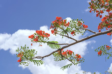 Red Royal Poinciana Flowers Bloom With Beautiful Blue Sky Background, This Is The Blooming Flowers In The Summer Monsoon Tropics