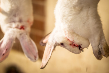 Butcher preparing rabbit meat