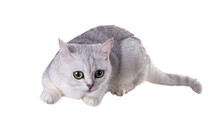 Green-eyed Cat Of Breed  British Shorthair.Color Black Silver Shaded Isolated On White Background