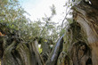 香川県土庄町　樹齢千年のオリーヴ大樹