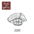Cardamom hand drawing. Herbs and spices. Vector illustration of cardamom sketch