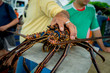Fisherman holding fresh lobsters of santa cruz in market seafood photographed in fish market, galapagos