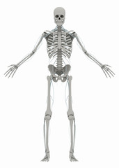 Wall Mural - Human's (male) skeleton and nervous system. Image isolated on a white background. 3D illustration