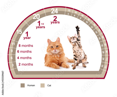 Cat Vs Human Years Chart