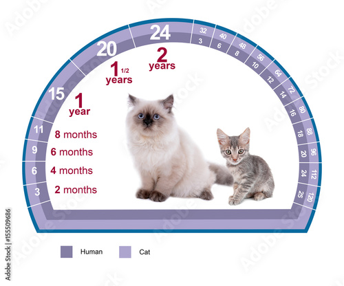 Cat Age Chart In Human Years