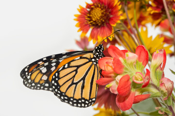 ventral view of a monarch butterfly on bright red flowers