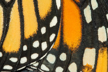 Closeup Of Monarch Butterfly Wings