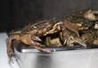 © veronikart - Crab on tied ready to sale in seafood market