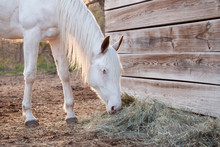 White Horse Eating Hay