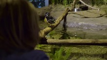 Kids Watch Duck In Aquarium Exhibit, Little Boy Gets Really Excited