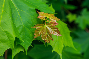 Wall Mural - Maple tree fresh green leafs background.