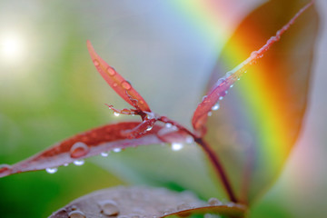 Wall Mural - Fresh green leaves with raining on morning sun.