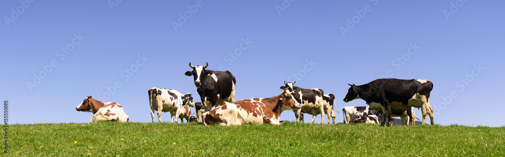 Kühe und Rinderherde auf Weide - obrazy, fototapety, plakaty 