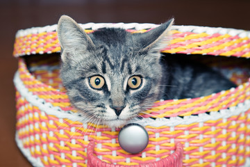 Wall Mural - Cat in the basket