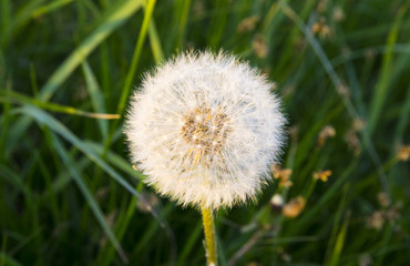 Wall Mural - Dandelion white on grass background