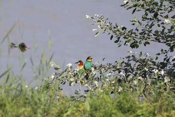 Two Bee-eaters on one branch are not at all cramped ...