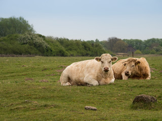 brown cows lying on a green meadow