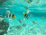 Fototapeta Do akwarium - Snorkling at Huahine, Tahiti, French Polynesia