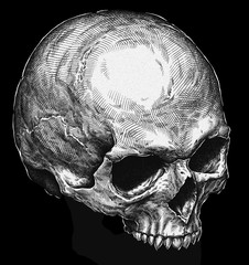 engrave isolated human skull hand drawn graphic illustration
