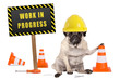 pug dog with constructor safety helmet and yellow and black work in progress sign on wooden pole, isolated on white background
