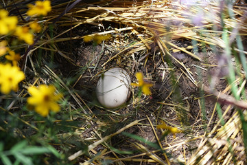 Peafowl egg