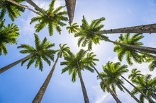 Tall Royal Palm Trees Line Up Against Bright Blue Tropical Sky In Rio De Janeiro, Brazil