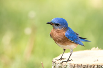 Eastern Bluebird (Sialia sialis) male has curious look as he stands on a stump with beautiful yellow and green bokeh background