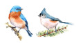 Titmouse and Bluebird Two Birds Watercolor Hand Painted Illustration Set isolated on white background