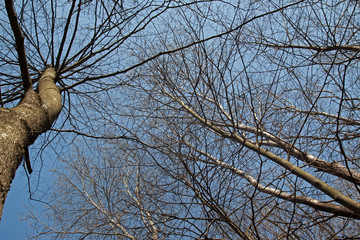 Spring forest tree on blue sky