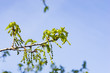 © argenlant - Blossom of English Oak Tree or Quercus robur with male flowers against sky close-up, selective focus, shallow DOF