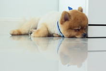 Pomeranian Puppy Dog Cute Pet Sleeping