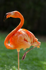 Plakat zwierzę park flamingo