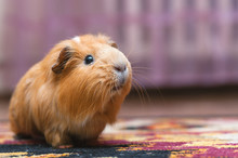 Portrait Of Red Guinea Pig.