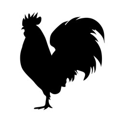 Vector silhouette of rooster on white background.