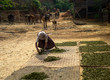 Green Tea Drying. Old man is laying out fresh green tea to dry in a remote Palaung village near Kyaukme, Shan State, Myanmar.