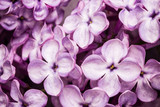 Fototapeta Kwiaty - Violet lilac flower closeup macro background in studio.