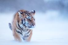 Close Up, Young Siberian Tiger, Panthera Tigris Altaica, Male In Winter Landscape, Walking Directly At Camera In Deep Snow Against Birch Trees During Snowstorm. Taiga Environment,freezing Cold,winter.