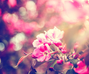  Beautiful bright spring background, pink cherry apple blossoming tree