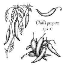 Hand Drawn Chilli Peppers