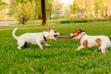 Two Dogs Playing Tug Of War Game With Puller Toy
