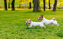 Two Dogs Running At Park Lawn Playing With Puller Toy