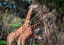Giraffes Feeding On Acacia Tree Looking Like Four-headed Creature