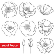 Vector Set With Outline Poppy Flower, Bud And Open Flowers Isolated On White Background. Floral Elements In Contour Style With Poppy For Summer Design And Coloring Book. Symbol Of Remembrance Day.