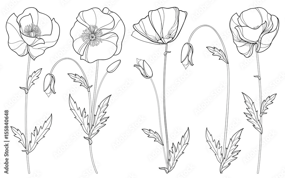 Vector set with outline Poppy flower, bud and leaves in black isolated on white background. Floral elements in contour style with poppy for summer design and coloring book. Symbol of Remembrance Day. - obrazy, fototapety, plakaty 